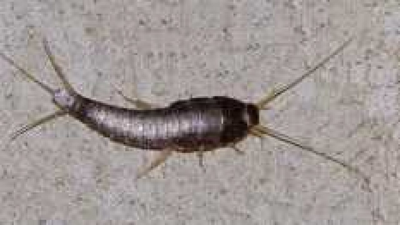 Gümüşçün Böceği İlaçlama