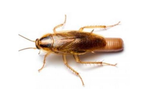 Kalorifer Böceği İlaçlama