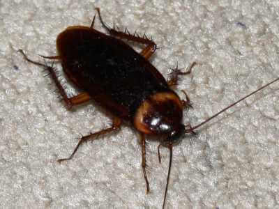 Karafatma İlaçlama